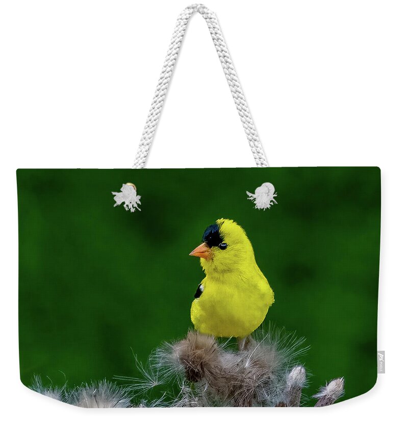 Animals Weekender Tote Bag featuring the photograph Mr. Gold by Brian Shoemaker
