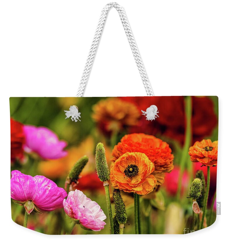Persian Buttercups Weekender Tote Bag featuring the photograph Multi-colored Persian Buttercups by Abigail Diane Photography