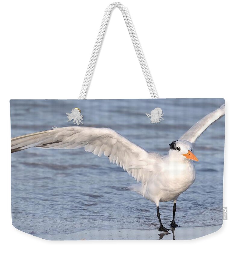Royal Terns Weekender Tote Bag featuring the photograph Muscular Wings 2 by Mingming Jiang