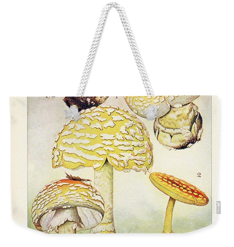 Mushroom Weekender Tote Bag featuring the painting Mushrooms, Edible, Poisonous, Etc. by F R Rathburn