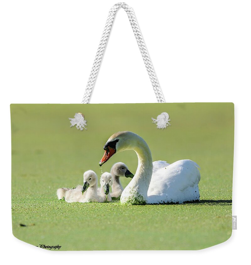 Swan Weekender Tote Bag featuring the photograph Mute Swan and her Cygnets by Tahmina Watson