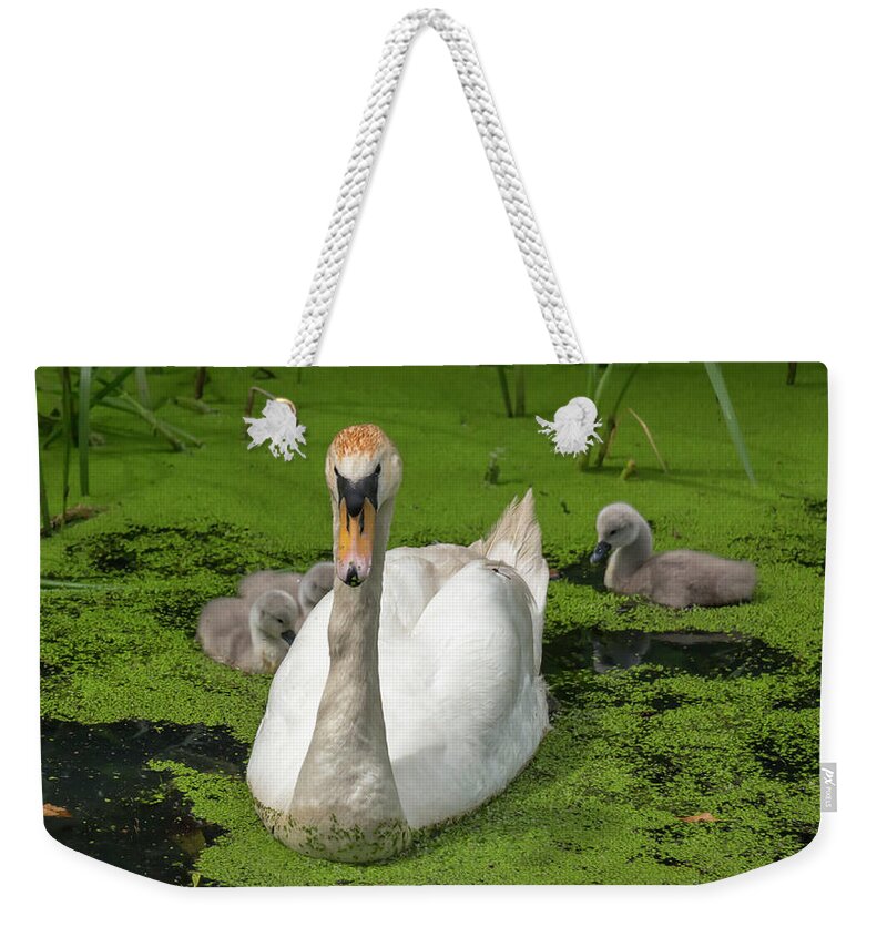 Swan Weekender Tote Bag featuring the photograph Mute Swan Family by Dawn Cavalieri