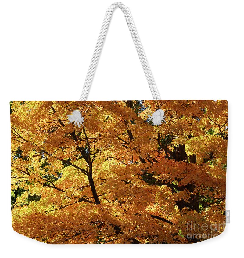 My Autumn Sunshine Weekender Tote Bag featuring the photograph My Autumn Sunshine by Rachel Cohen