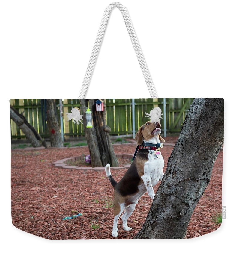 Dog Weekender Tote Bag featuring the photograph My Yard by C Winslow Shafer