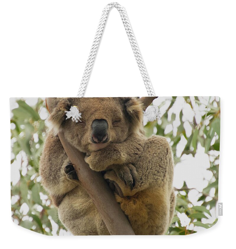 Koala Weekender Tote Bag featuring the photograph Nap Time by Patrick Nowotny