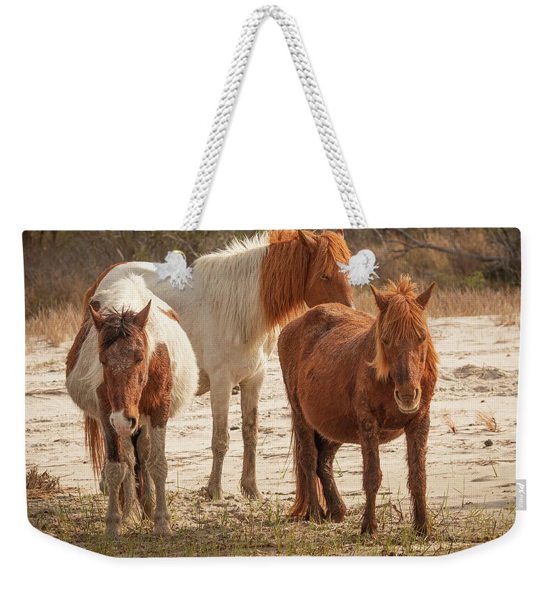 Pony Weekender Tote Bag featuring the photograph Napping Ponies by Kristia Adams