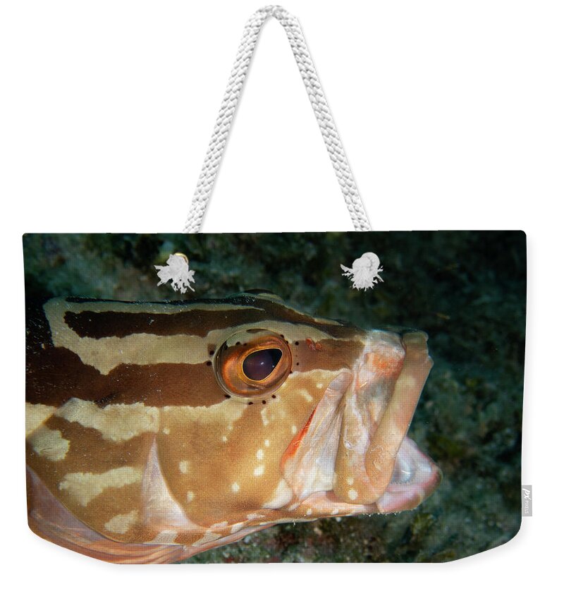 Grouper Weekender Tote Bag featuring the photograph Nassau Grouper by Brian Weber