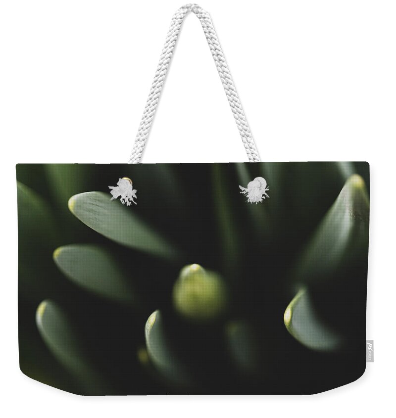 Daffodils Weekender Tote Bag featuring the photograph Nature Photography - Easter Daffodils 3 by Amelia Pearn