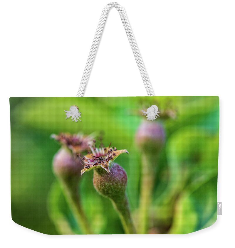 Plants Weekender Tote Bag featuring the photograph Nature Photography - Pear Tree Buds by Amelia Pearn