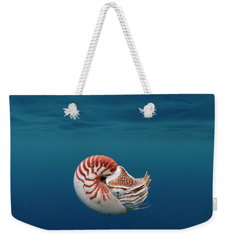 Chambered Nautilus Weekender Tote Bag featuring the photograph Nautilus 1 by Tanya G Burnett