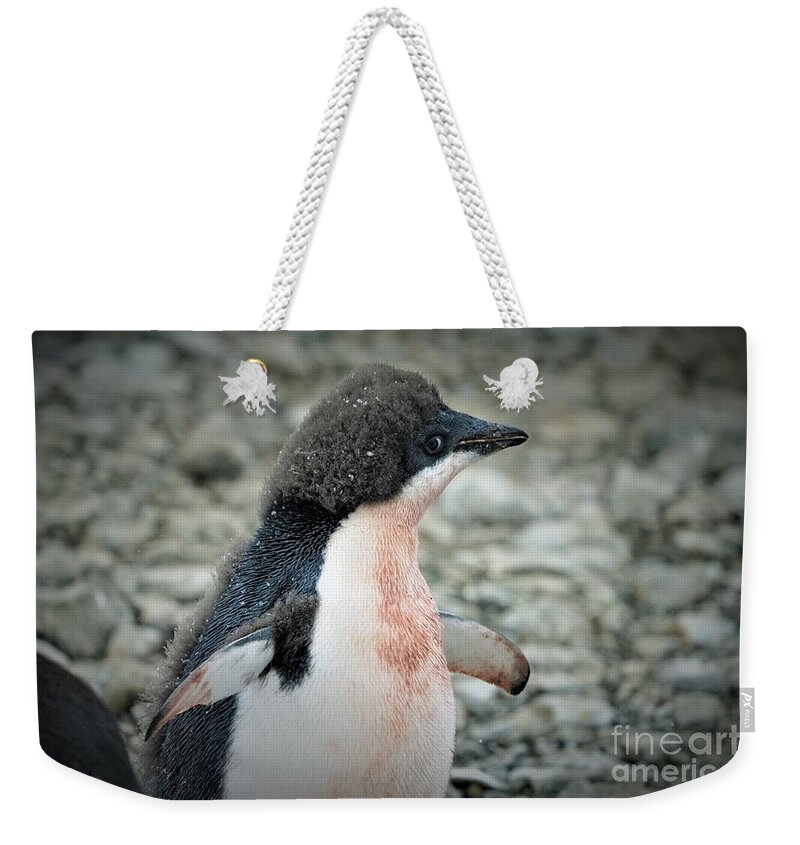 Adelie Penquin Antarctica Weekender Tote Bag featuring the photograph New Adelie by Darcy Dietrich