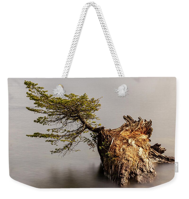 Landscape Weekender Tote Bag featuring the photograph New Growth From Fallen Tree by Tony Locke