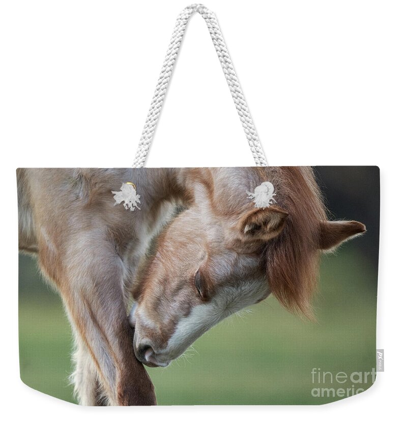 Cute Foal Weekender Tote Bag featuring the photograph Nibble by Shannon Hastings