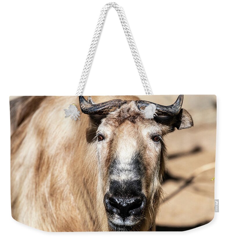 Cattle Chamois Weekender Tote Bag featuring the photograph Nice to Meet Gnu by David Levin
