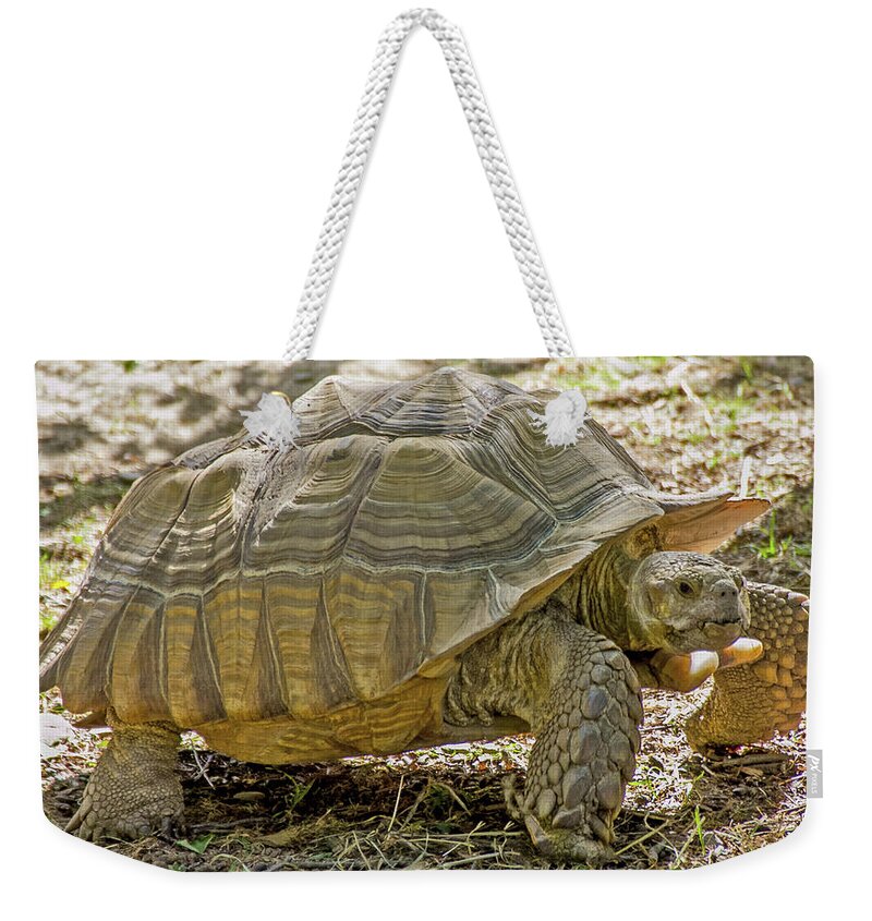 No Hare Just Tortoise September Shades Of Orange And Brown 2013 2 3202020 8424 Weekender Tote Bag featuring the photograph No Hare just Tortoise September shades of orange and brown 2013 2 3202020 8424 by David Frederick