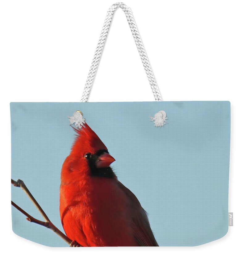 Cardinal Weekender Tote Bag featuring the photograph Northern Cardinal 29 by Steve Gass