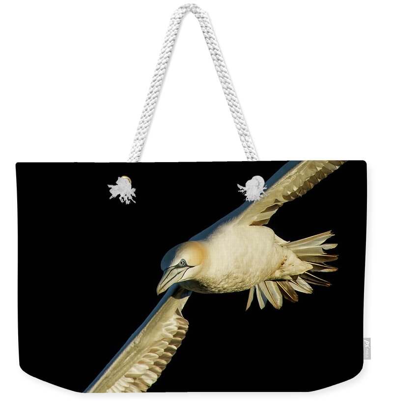 Gannet Weekender Tote Bag featuring the photograph Northern Gannet Flight Closeup by CR Courson