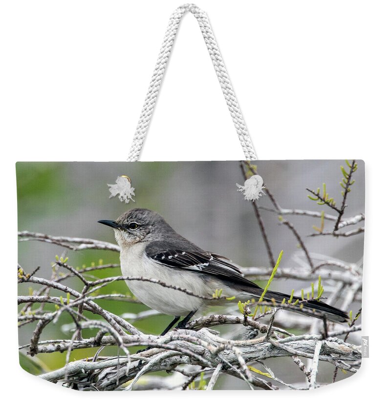 Northern Mockingbird Weekender Tote Bag featuring the photograph Northern Mockingbird by Jaki Miller