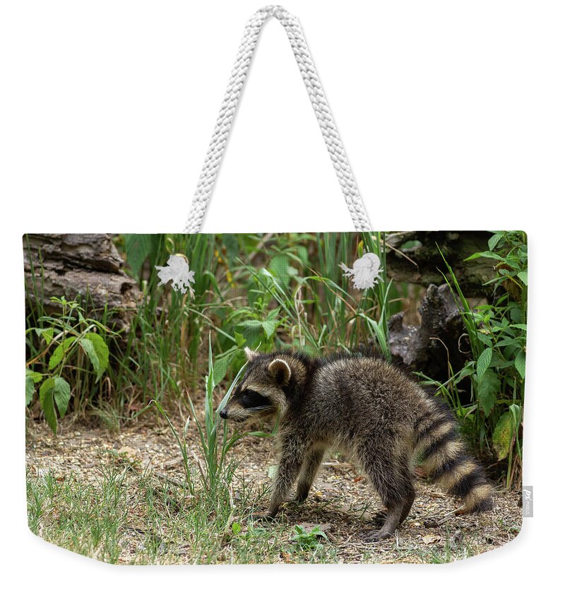 Raccoon Weekender Tote Bag featuring the photograph Northern Raccoon - 3281 by Jerry Owens