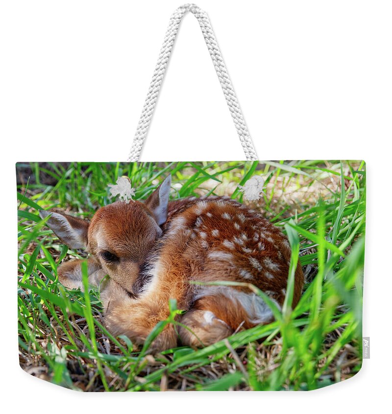 Deer Weekender Tote Bag featuring the photograph Oh Deer - newborn fawn curled up in the grass by Peter Herman