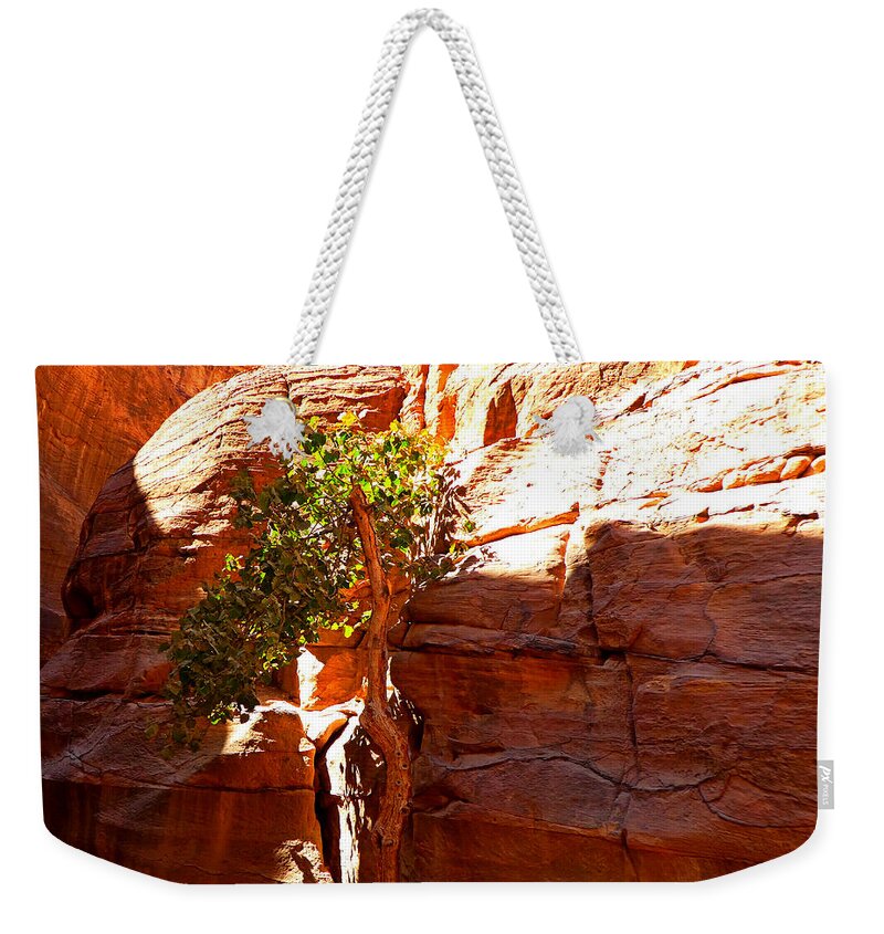 Tree Weekender Tote Bag featuring the photograph Olive Tree Petra Jordan by Tina Mitchell