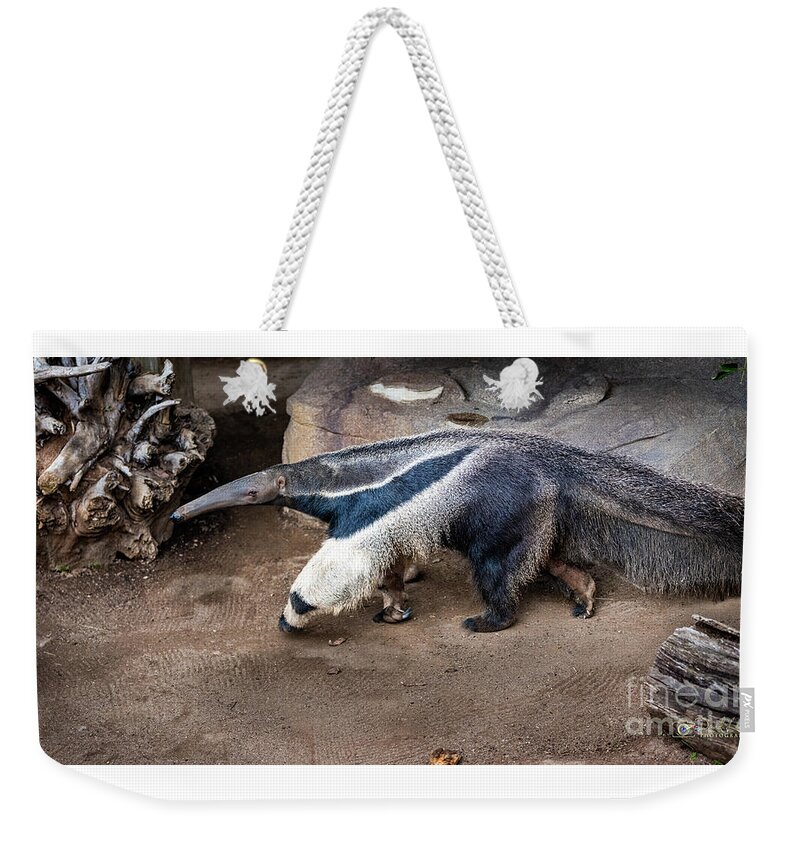 Brown Weekender Tote Bag featuring the photograph On the Hunt by David Levin