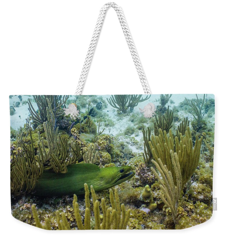 Animals Weekender Tote Bag featuring the photograph On the Prowl by Lynne Browne