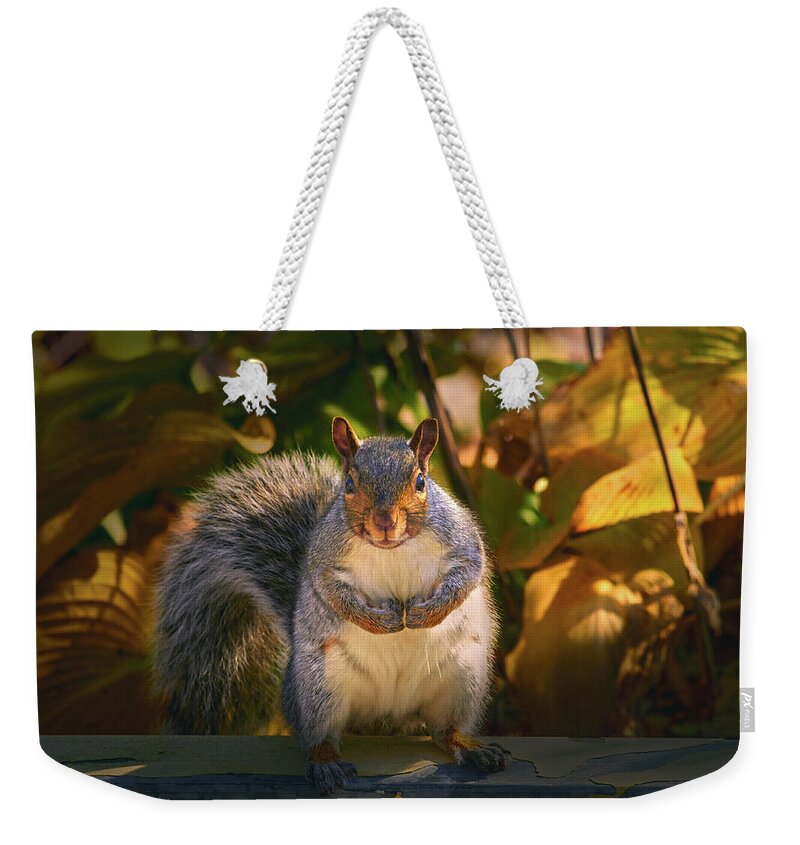 One Gray Squirrel Weekender Tote Bag featuring the photograph One Gray Squirrel by Bob Orsillo