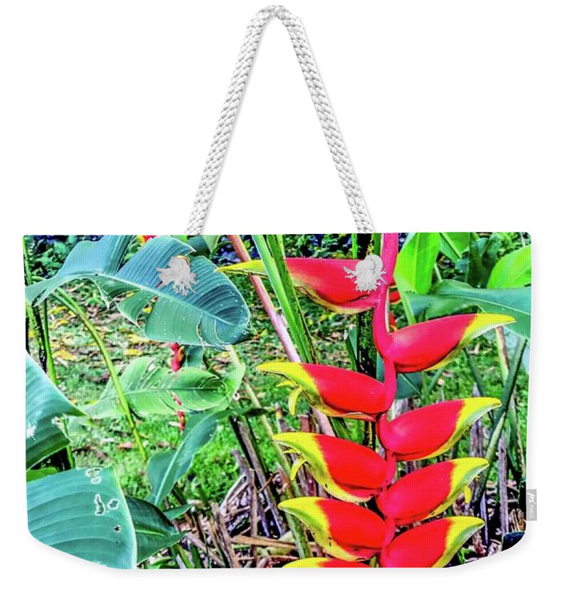 #flowersofoha #flowers #aloha #hawaii #puna #flowerpower #flowerpoweraloha #lobsterclaw #heliconia Weekender Tote Bag featuring the photograph One Lobster Claw Heliconia Aloha by Joalene Young
