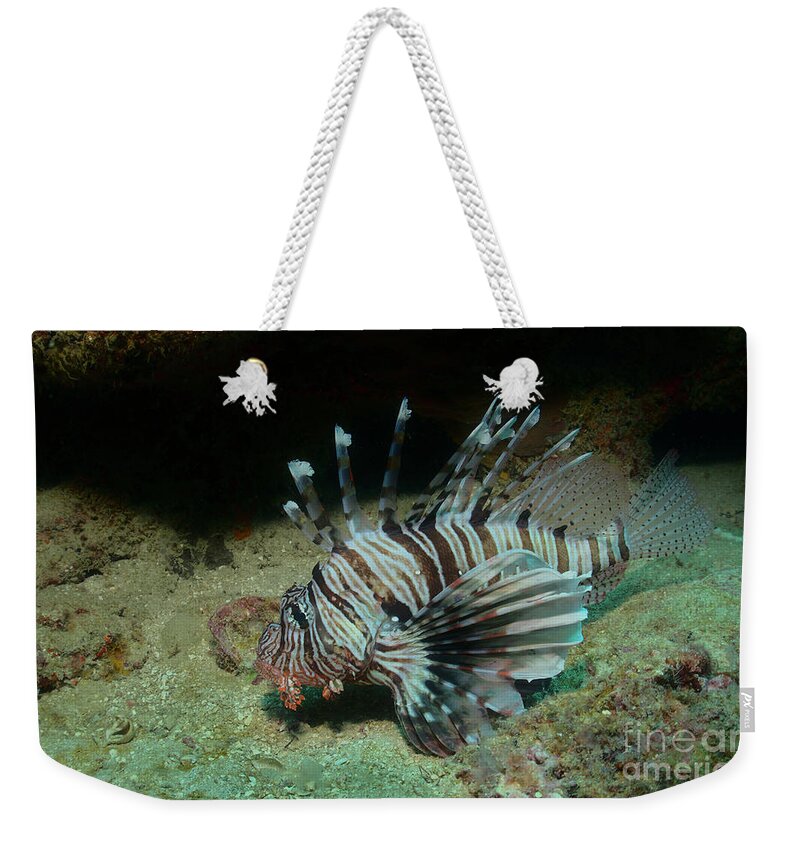 Lionfish Weekender Tote Bag featuring the photograph Only looking no touching by Nirav Shah