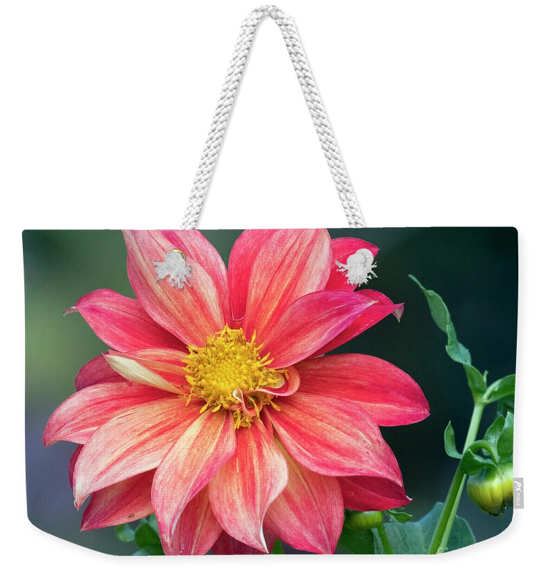 Kmaphoto Weekender Tote Bag featuring the photograph Open Dahlia by Kristine Anderson