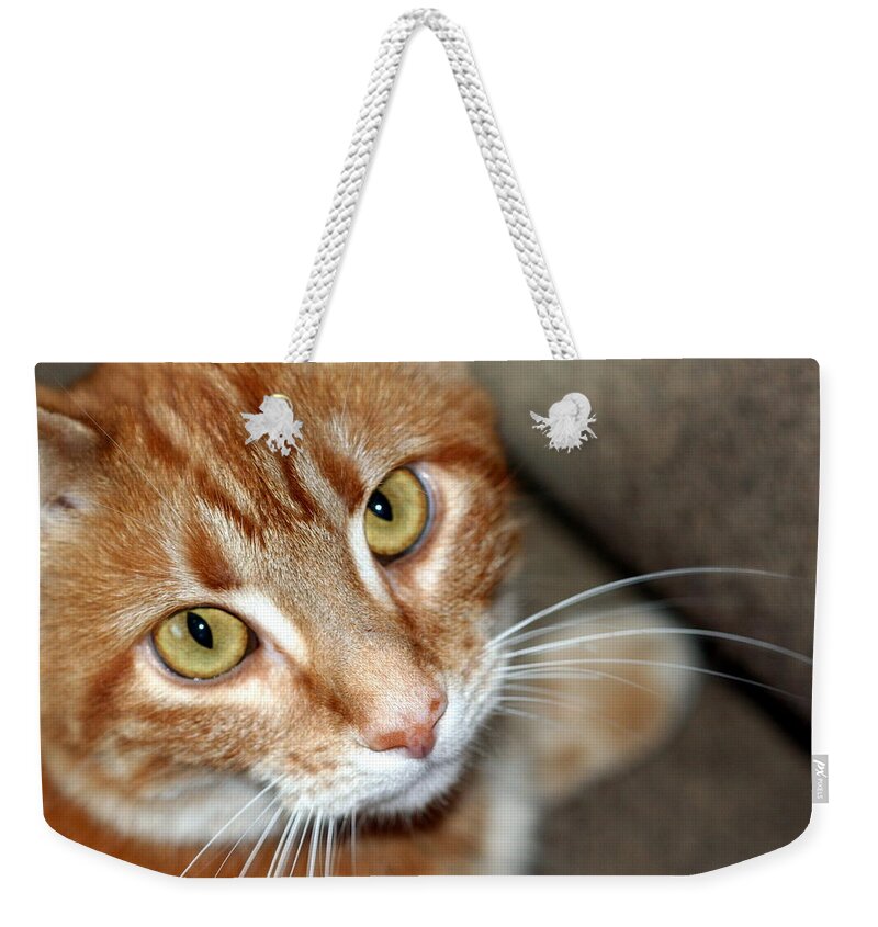 Orange And White Cat Weekender Tote Bag featuring the photograph Orange And White Cat Looking At Camera by Valerie Collins