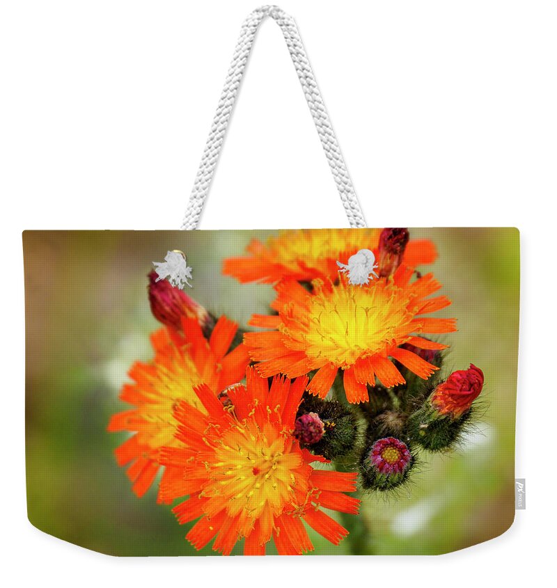 Flora Weekender Tote Bag featuring the photograph Orange Hawkweed - Hieracium aurantiacum by Mary Lee Dereske