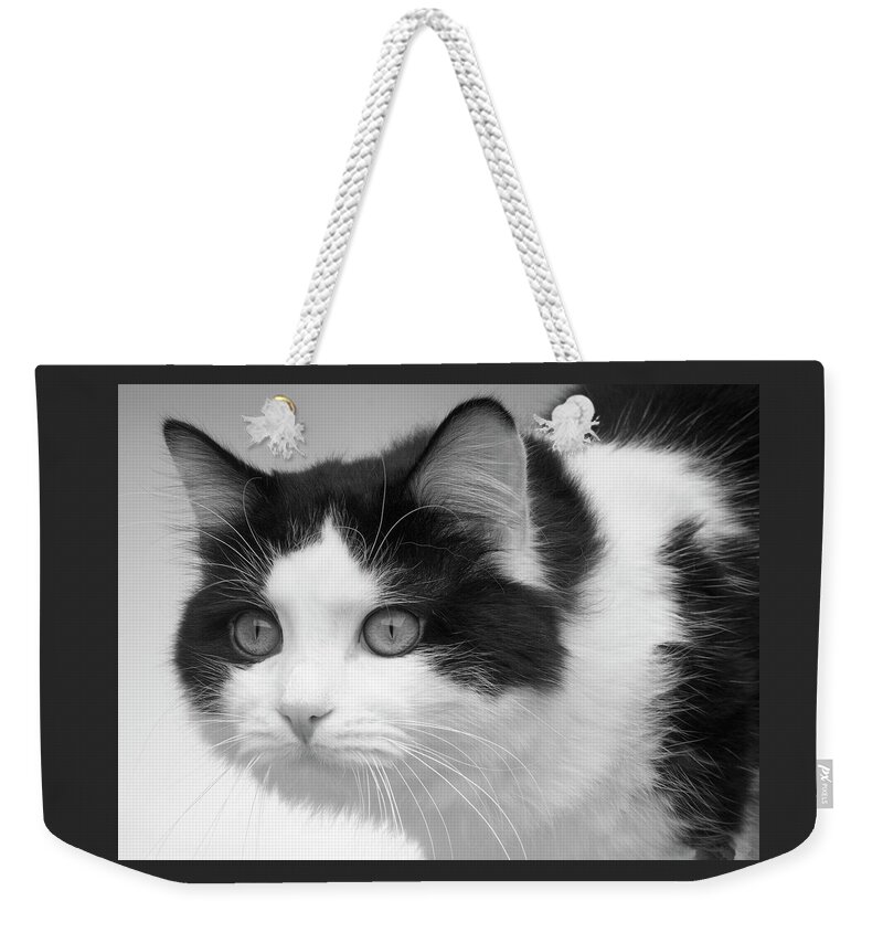 Studio Weekender Tote Bag featuring the photograph Oreo by Robert Dann