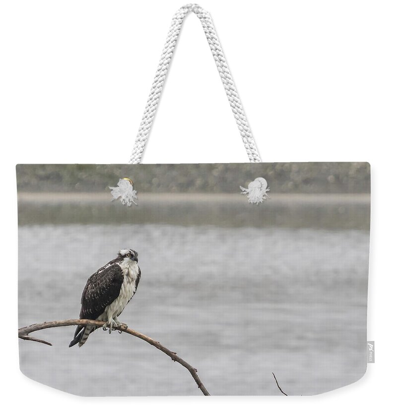 Osprey Weekender Tote Bag featuring the photograph Osprey Looking Over the Rogue River by Belinda Greb