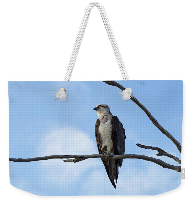Osprey Weekender Tote Bag featuring the photograph Osprey by Nicolas Lombard