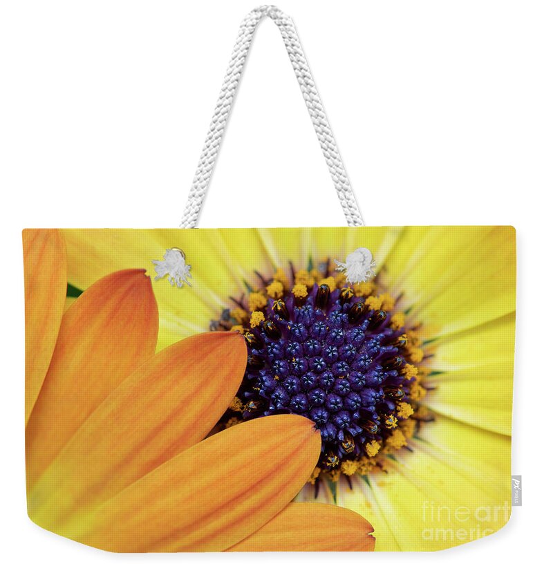Osteospermum Sunshine Beauty Weekender Tote Bag featuring the photograph Osteospermum Sunshine Beauty Flower Abstract by Tim Gainey