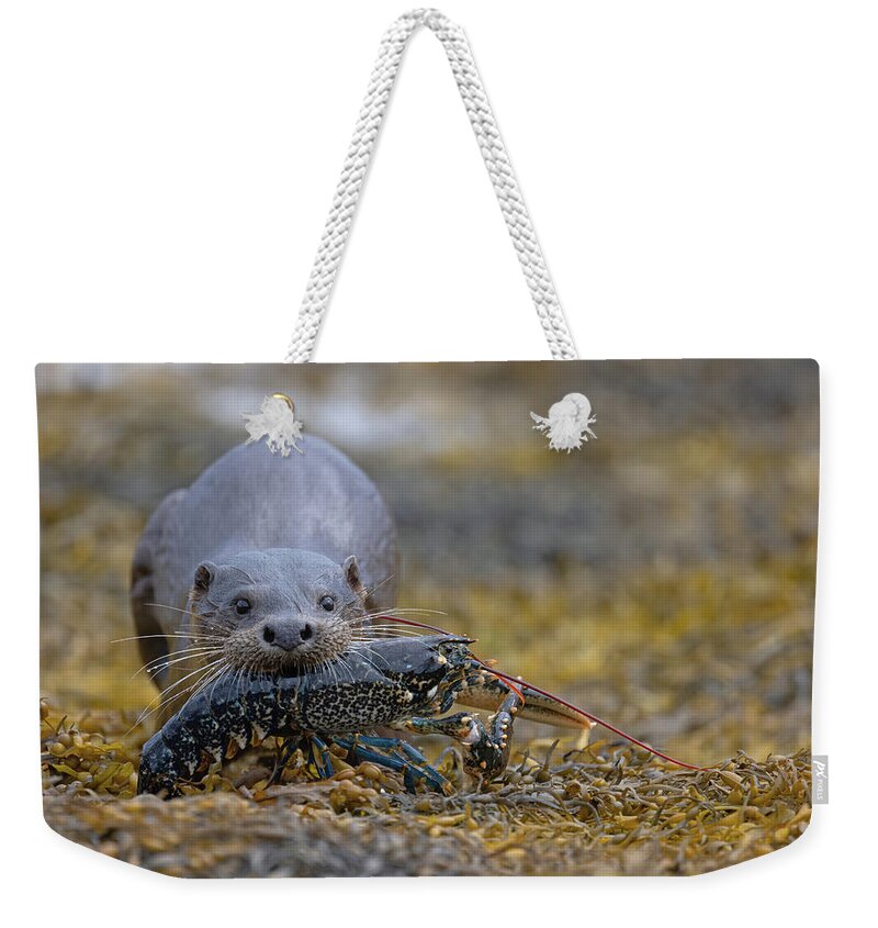 Eurasian Weekender Tote Bag featuring the photograph Otter Bringing Ashore A Lobster by Pete Walkden