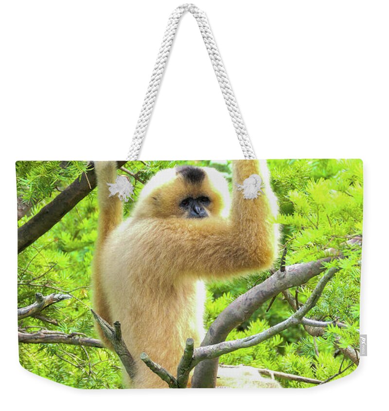 Gibbon Weekender Tote Bag featuring the photograph Over the shoulder look by Bentley Davis
