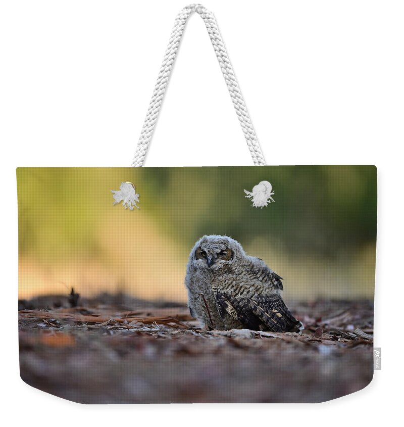 Owl Weekender Tote Bag featuring the photograph Owlet on the ground - Rancho San Antonio, Cupertino by Amazing Action Photo Video