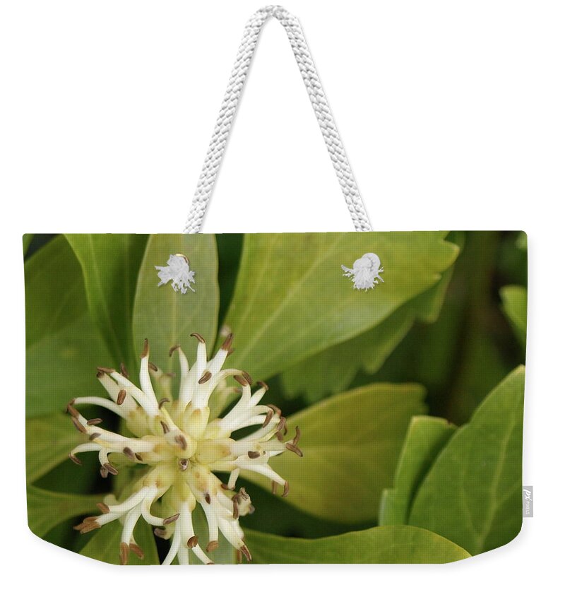 Pachysandra Weekender Tote Bag featuring the photograph Pachysandra - 1 by Jeffrey Peterson