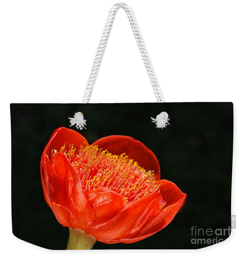 Haemanthus Coccineus Weekender Tote Bag featuring the photograph Paintbrush Lily Red by Joy Watson