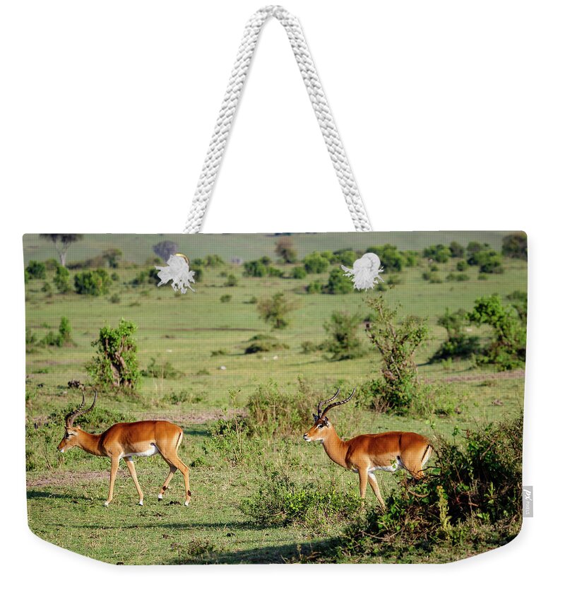 Impalas Weekender Tote Bag featuring the photograph Pair of Impalas, Kenya by Aashish Vaidya