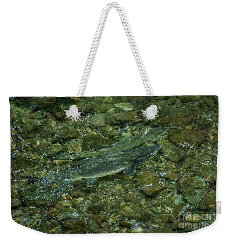 Alaska Weekender Tote Bag featuring the photograph Pair of Spawning Pink Salmon in Indian River, Sitka, Alaska by Nancy Gleason