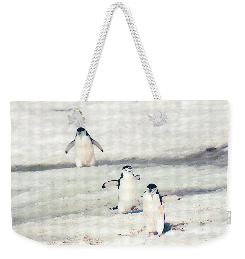 03feb20 Weekender Tote Bag featuring the photograph Palaver Point Welcoming Party by Jeff at JSJ Photography
