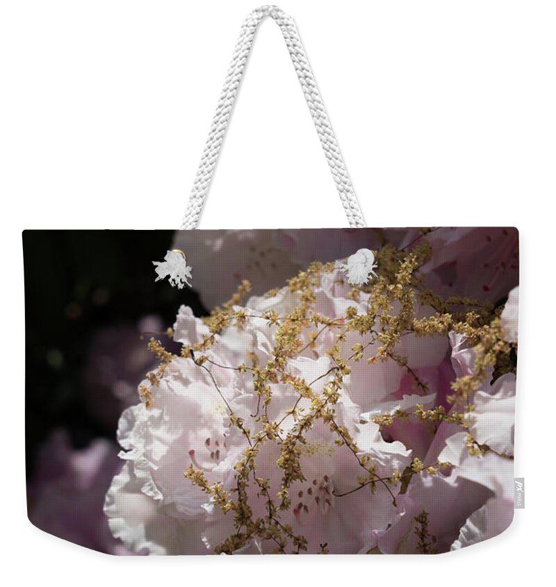 Rhododendron Weekender Tote Bag featuring the photograph Pale pink rhododendron flowers 2 by Adriana Mueller