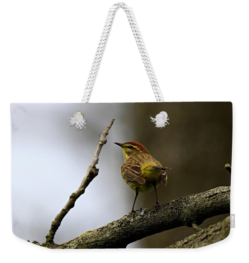 Palm Warbler Weekender Tote Bag featuring the photograph Palm Warbler by Mary Walchuck