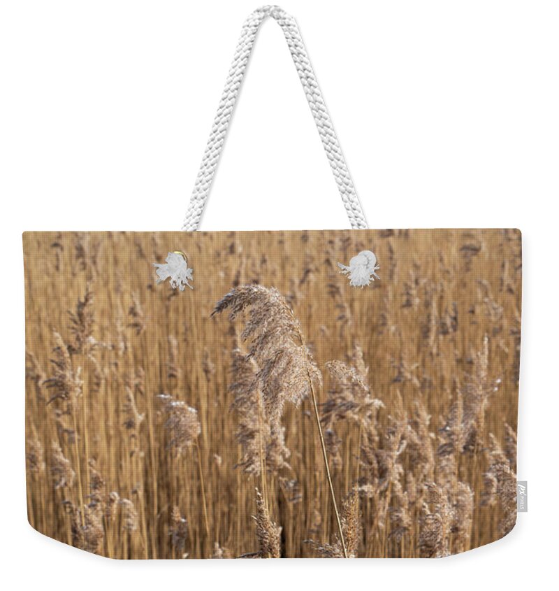 Earth Tones Weekender Tote Bag featuring the photograph Pampas grass on the shore of a lake 1 by Adriana Mueller