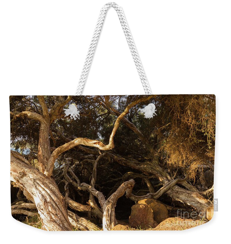 Tree Weekender Tote Bag featuring the photograph Paperbark Trees by Elaine Teague
