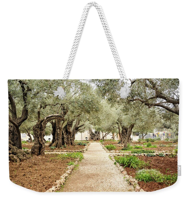Bible Weekender Tote Bag featuring the photograph Pathway between Olive Trees in the Garden of Gethsemane by James C Richardson